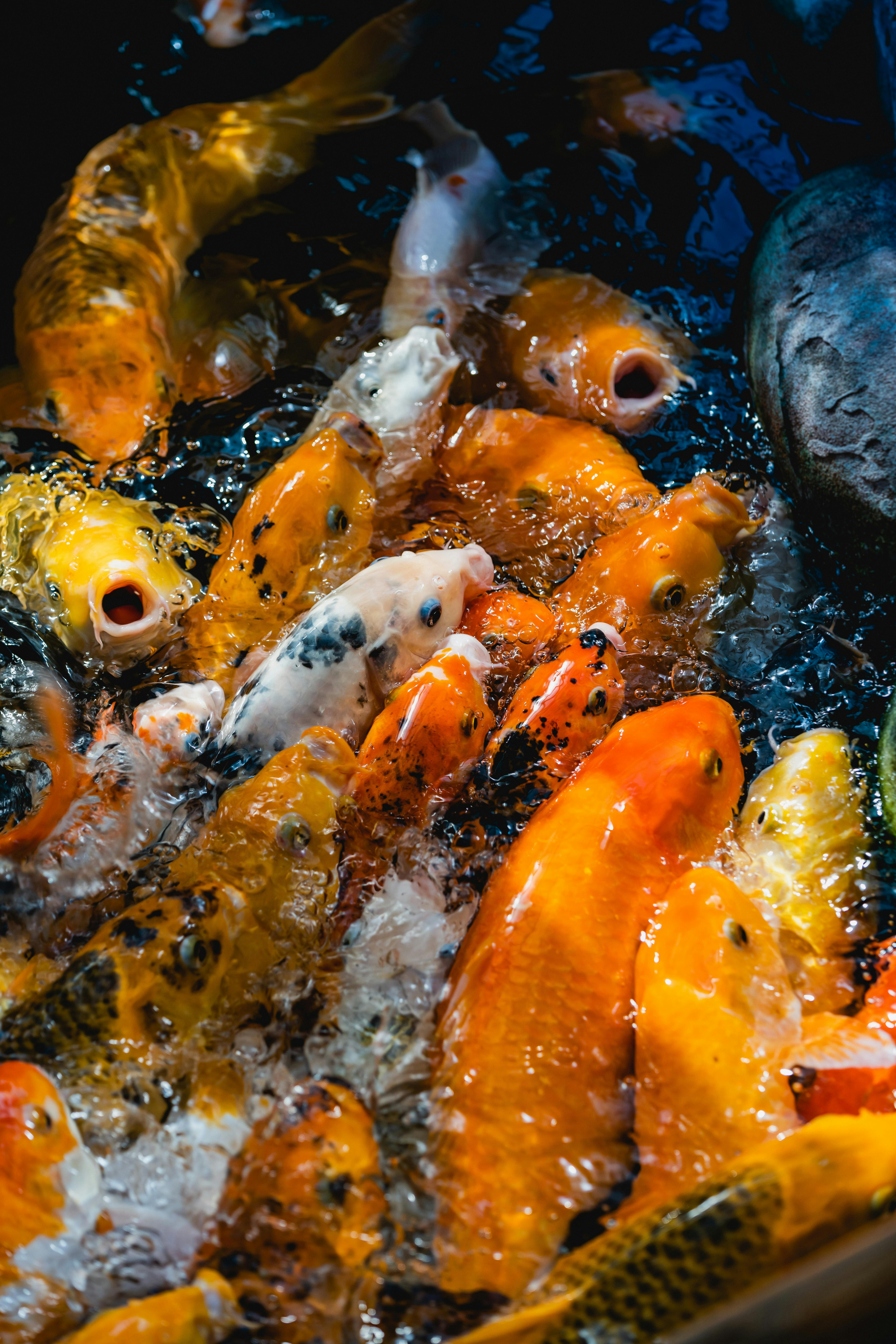 Fish farm monitoring systems in Gauteng, South Africa