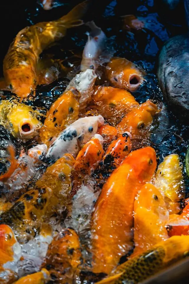 Fish farm monitoring system